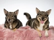 Swedish Vallhund Dogs Breed - Information, Temperament, Size & Price | Pets4Homes