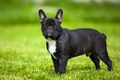 Franse Bulldog Dogs Ras: Karakter, Levensduur & Prijs | Puppyplaats