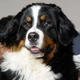 Berner Sennenhond Dogs Ras: Karakter, Levensduur & Prijs | Puppyplaats