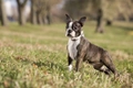 Boston Terrier Dogs Breed - Information, Temperament, Size & Price | Pets4Homes