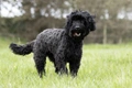 Cockapoo Dogs Breed - Information, Temperament, Size & Price | Pets4Homes