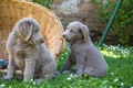 Weimaraner Dogs Breed - Information, Temperament, Size & Price | Pets4Homes