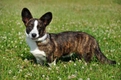 Welsh Corgi Cardigan Dogs Breed - Information, Temperament, Size & Price | Pets4Homes