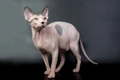 Sphynx Cats Breed - Information, Temperament, Size & Price | Pets4Homes