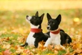 Basenji Dogs Ras: Karakter, Levensduur & Prijs | Puppyplaats