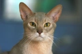 Abyssinian Cats Breed - Information, Temperament, Size & Price | Pets4Homes