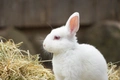 Polish Rabbits Breed - Information, Temperament, Size & Price | Pets4Homes