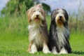 Bearded Collie Dogs Breed - Information, Temperament, Size & Price | Pets4Homes