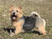 Norwich Terrier Dogs Breed - Information, Temperament, Size & Price | Pets4Homes