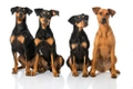 German Pinscher Dogs Breed - Information, Temperament, Size & Price | Pets4Homes