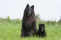 Belgian Shepherd Dog Dogs Breed - Information, Temperament, Size & Price | Pets4Homes