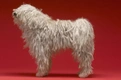 Hungarian Puli Dogs Breed - Information, Temperament, Size & Price | Pets4Homes