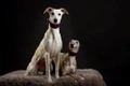 Whippet Dogs Breed - Information, Temperament, Size & Price | Pets4Homes