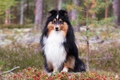 Shetland Sheepdog Dogs Breed - Information, Temperament, Size & Price | Pets4Homes