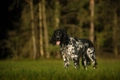 Large Munsterlander Dogs Breed - Information, Temperament, Size & Price | Pets4Homes