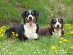 Appenzeller Sennenhond Dogs Ras: Karakter, Levensduur & Prijs | Puppyplaats