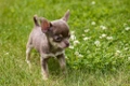 Chihuahua Dogs Breed - Information, Temperament, Size & Price | Pets4Homes