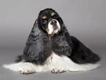 Amerikaanse Cocker Spaniel Dogs Ras: Karakter, Levensduur & Prijs | Puppyplaats