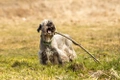 Cesky Terrier Dogs Breed - Information, Temperament, Size & Price | Pets4Homes