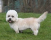 Dandie Dinmont Terrier Dogs Breed - Information, Temperament, Size & Price | Pets4Homes