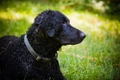 Curly Coated Retriever Dogs Breed - Information, Temperament, Size & Price | Pets4Homes