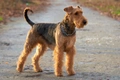 Airedale Terrier Dogs Breed - Information, Temperament, Size & Price | Pets4Homes