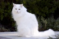 Turkish Angora Cats Breed - Information, Temperament, Size & Price | Pets4Homes