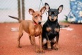 Miniature Pinscher Dogs Breed - Information, Temperament, Size & Price | Pets4Homes