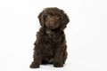 Sproodle Dogs Breed - Information, Temperament, Size & Price | Pets4Homes