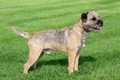 Border Terrier Dogs Breed - Information, Temperament, Size & Price | Pets4Homes