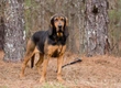 Bloodhound Dogs Breed - Information, Temperament, Size & Price | Pets4Homes