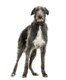 Deerhound Dogs Breed - Information, Temperament, Size & Price | Pets4Homes