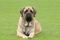 Mastiff Dogs Breed - Information, Temperament, Size & Price | Pets4Homes