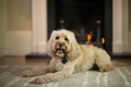 Cockapoo Dogs Breed - Information, Temperament, Size & Price | Pets4Homes