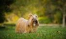 Shih Tzu Dogs Ras: Karakter, Levensduur & Prijs | Puppyplaats