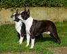 Boston Terrier Dogs Breed - Information, Temperament, Size & Price | Pets4Homes