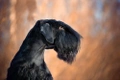 Giant Schnauzer Dogs Breed - Information, Temperament, Size & Price | Pets4Homes