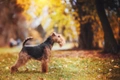 Welsh Terrier Dogs Breed - Information, Temperament, Size & Price | Pets4Homes