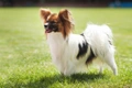 Papillon Dogs Breed - Information, Temperament, Size & Price | Pets4Homes