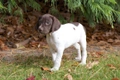 German Shorthaired Pointer Dogs Breed - Information, Temperament, Size & Price | Pets4Homes