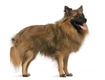 German Spitz Dogs Breed - Information, Temperament, Size & Price | Pets4Homes