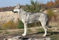 Saarloos Wolfdog Dogs Breed - Information, Temperament, Size & Price | Pets4Homes