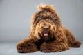 Barbet Dogs Ras: Karakter, Levensduur & Prijs | Puppyplaats