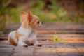 Chihuahua Dogs Breed - Information, Temperament, Size & Price | Pets4Homes