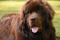 Newfoundland Dogs Breed - Information, Temperament, Size & Price | Pets4Homes