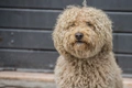 Barbet Dogs Ras: Karakter, Levensduur & Prijs | Puppyplaats