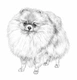 Spitz Dogs Razza - Prezzo, Temperamento & Foto | AnnunciAnimali