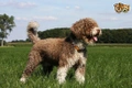 Spanish Water Dog Dogs Breed - Information, Temperament, Size & Price | Pets4Homes