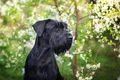 Giant Schnauzer Dogs Breed - Information, Temperament, Size & Price | Pets4Homes