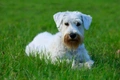 Sealyham Terrier Dogs Breed - Information, Temperament, Size & Price | Pets4Homes